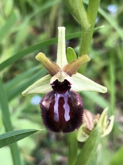 Ophrys sphegodes atrata