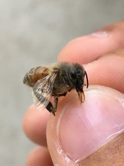 Apis mellifera