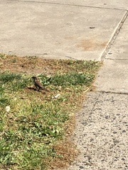 Passer domesticus