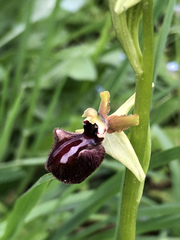 Ophrys sphegodes atrata