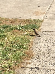 Passer domesticus
