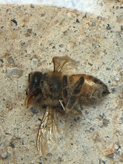Apis mellifera