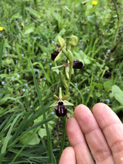 Ophrys sphegodes atrata