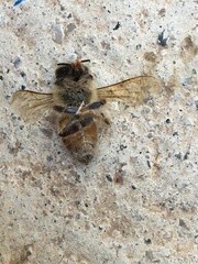 Apis mellifera