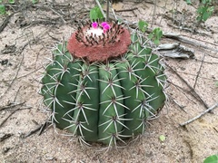 Melocactus zehntneri