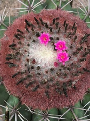 Melocactus zehntneri