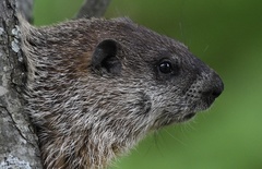 Marmota monax