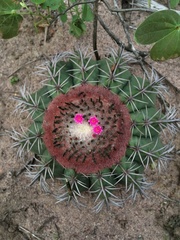 Melocactus zehntneri