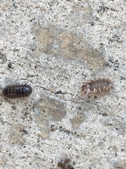 Armadillidium vulgare