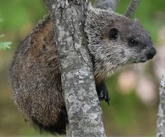 Marmota monax