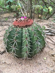 Melocactus zehntneri