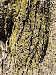 Lecanoromycetes