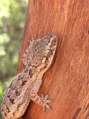 Hemidactylus brasilianus