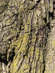 Lecanoromycetes