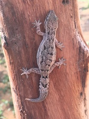 Hemidactylus brasilianus