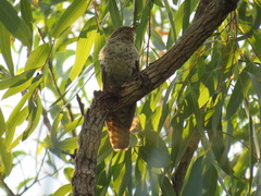 Cacomantis variolosus variolosus