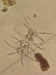 Staurodesmus validus