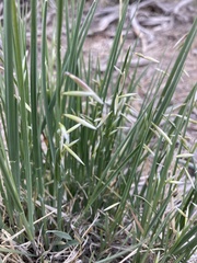 Melica stricta