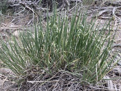 Melica stricta