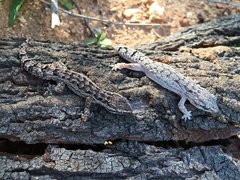 Hemidactylus brasilianus