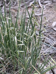 Melica stricta