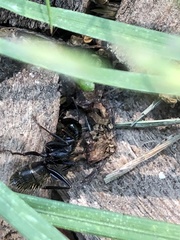 Camponotus