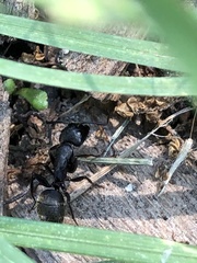 Camponotus