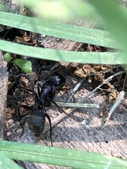 Camponotus