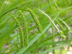 Carex prasina