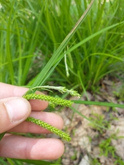 Carex prasina