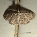 Orbamia octomaculata - Photo (c) Christine Sydes,  זכויות יוצרים חלקיות (CC BY-NC), הועלה על ידי Christine Sydes