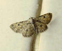 Orbamia octomaculata