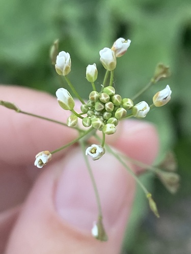 Capsella bursa-pastoris iNat (2)