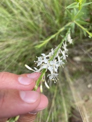 Oenothera glaucifolia