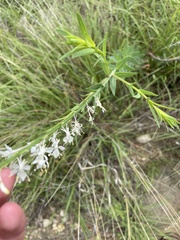 Oenothera glaucifolia