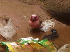 Carpodacus synoicus