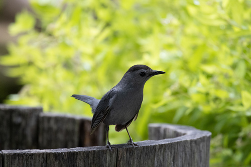 Gray Catbird photographed in Arkansas