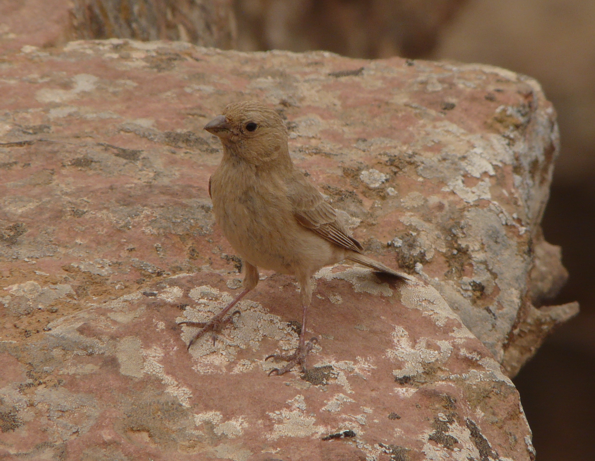 Sinai Rosefinch