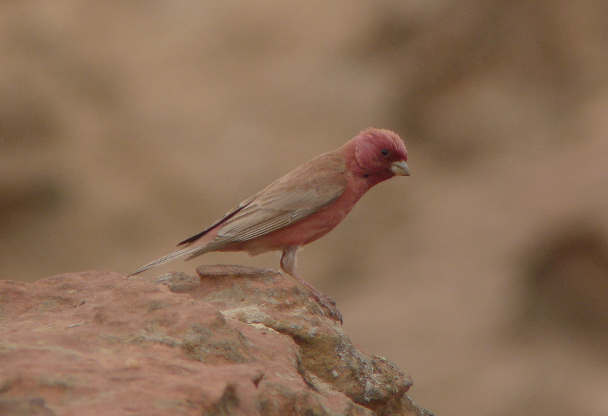 Sinai Rosefinch