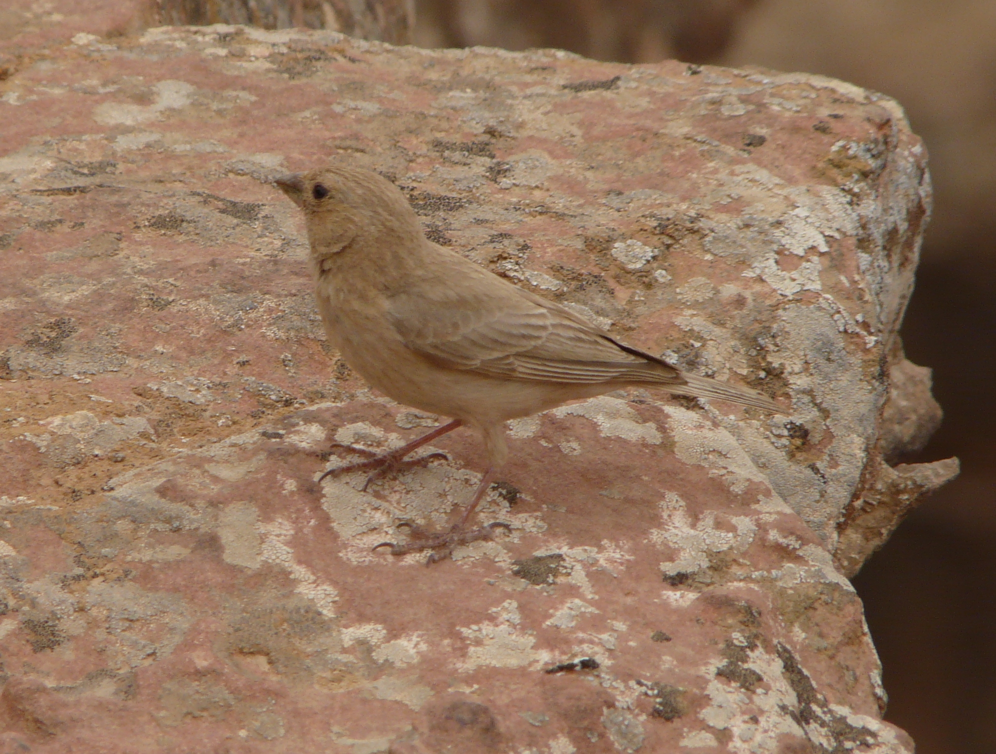 Sinai Rosefinch