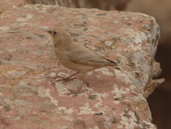 Carpodacus synoicus