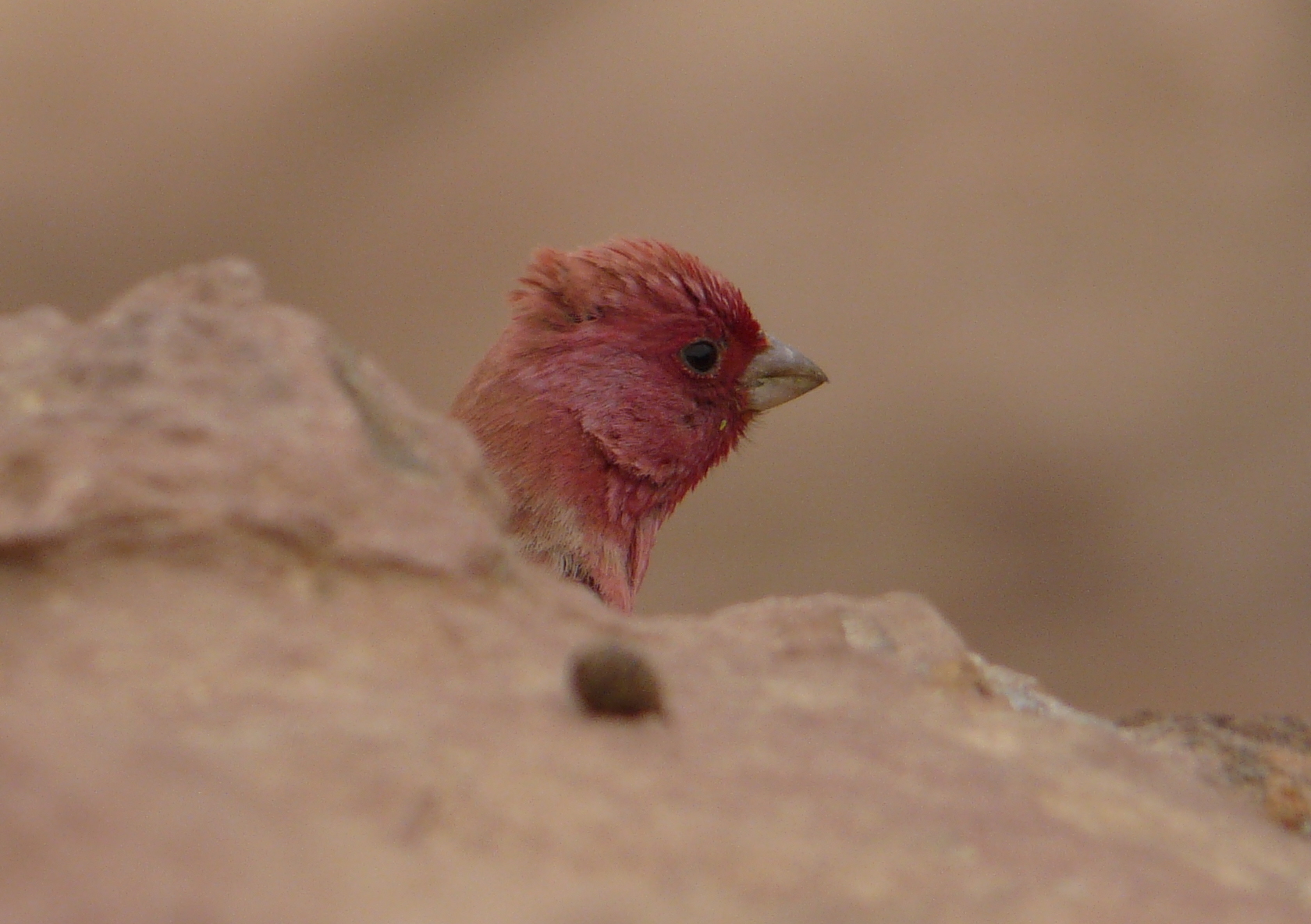 Sinai Rosefinch
