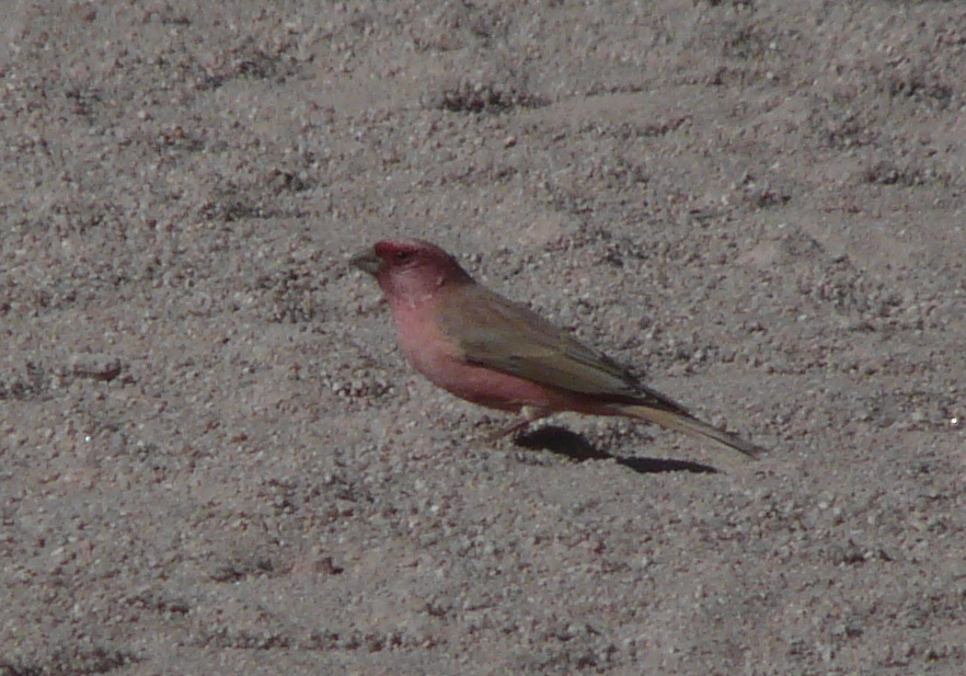 Sinai Rosefinch