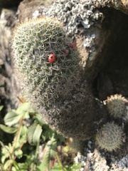 Mammillaria columbiana yucatanensis