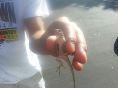 Sceloporus occidentalis occidentalis