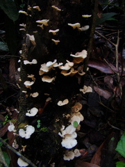 Agaricales