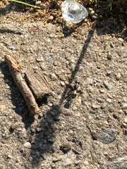 Formicinae