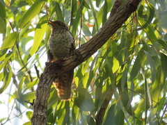 Cacomantis variolosus variolosus
