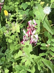 Fumaria capreolata