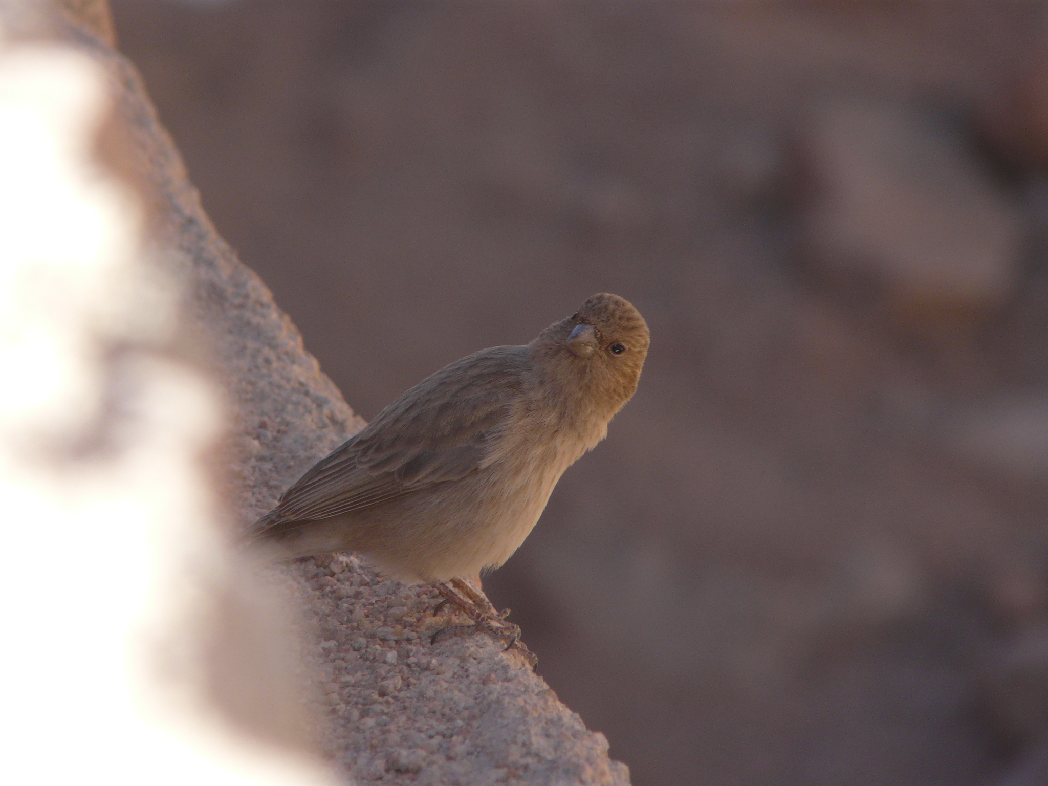 Sinai Rosefinch